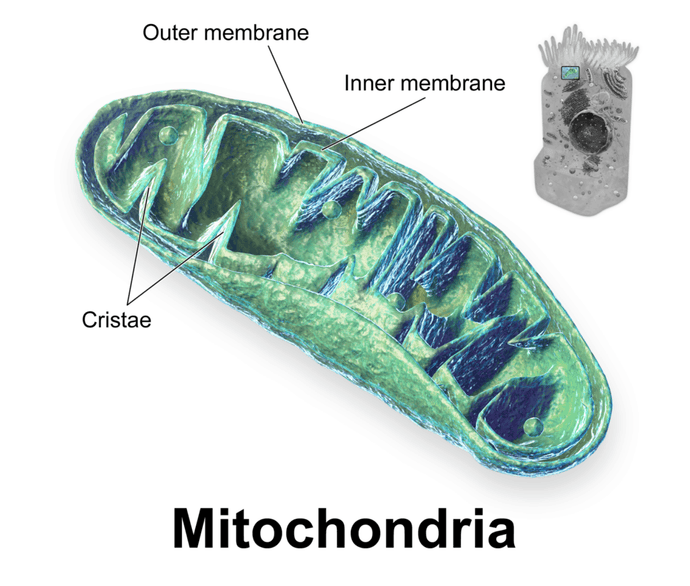 Mitochondria Basics