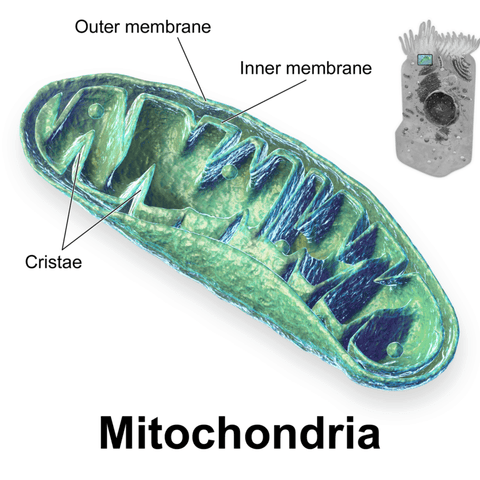Mitochondria Basics